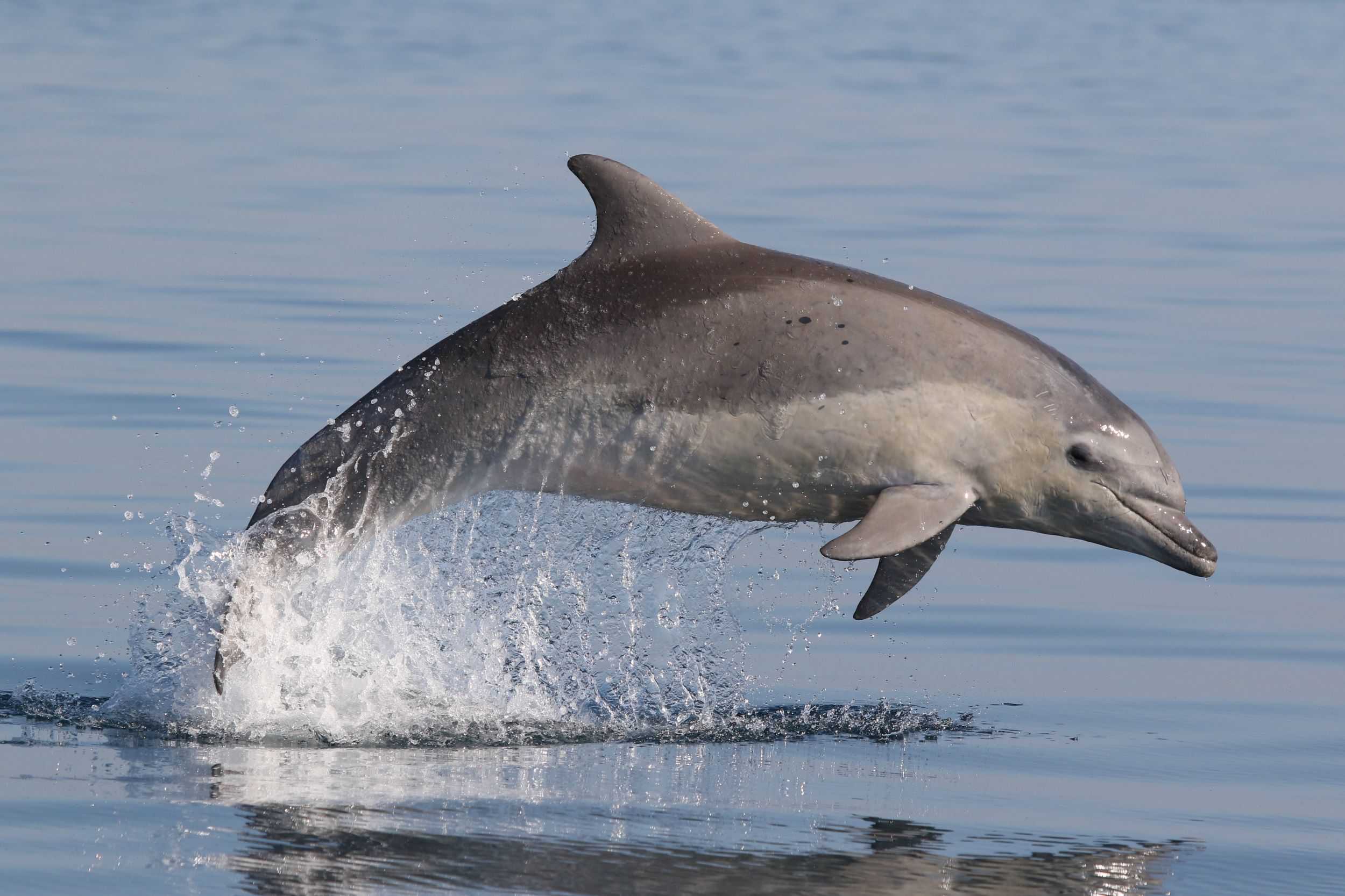 Bottlenose Dolphin
