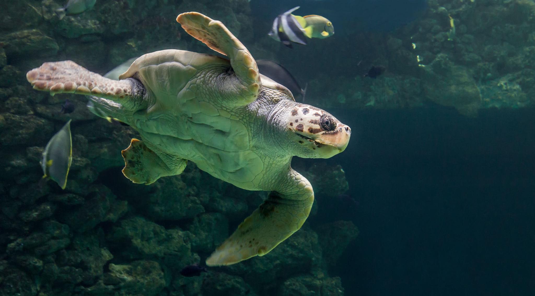 Loggerhead Sea Turtle