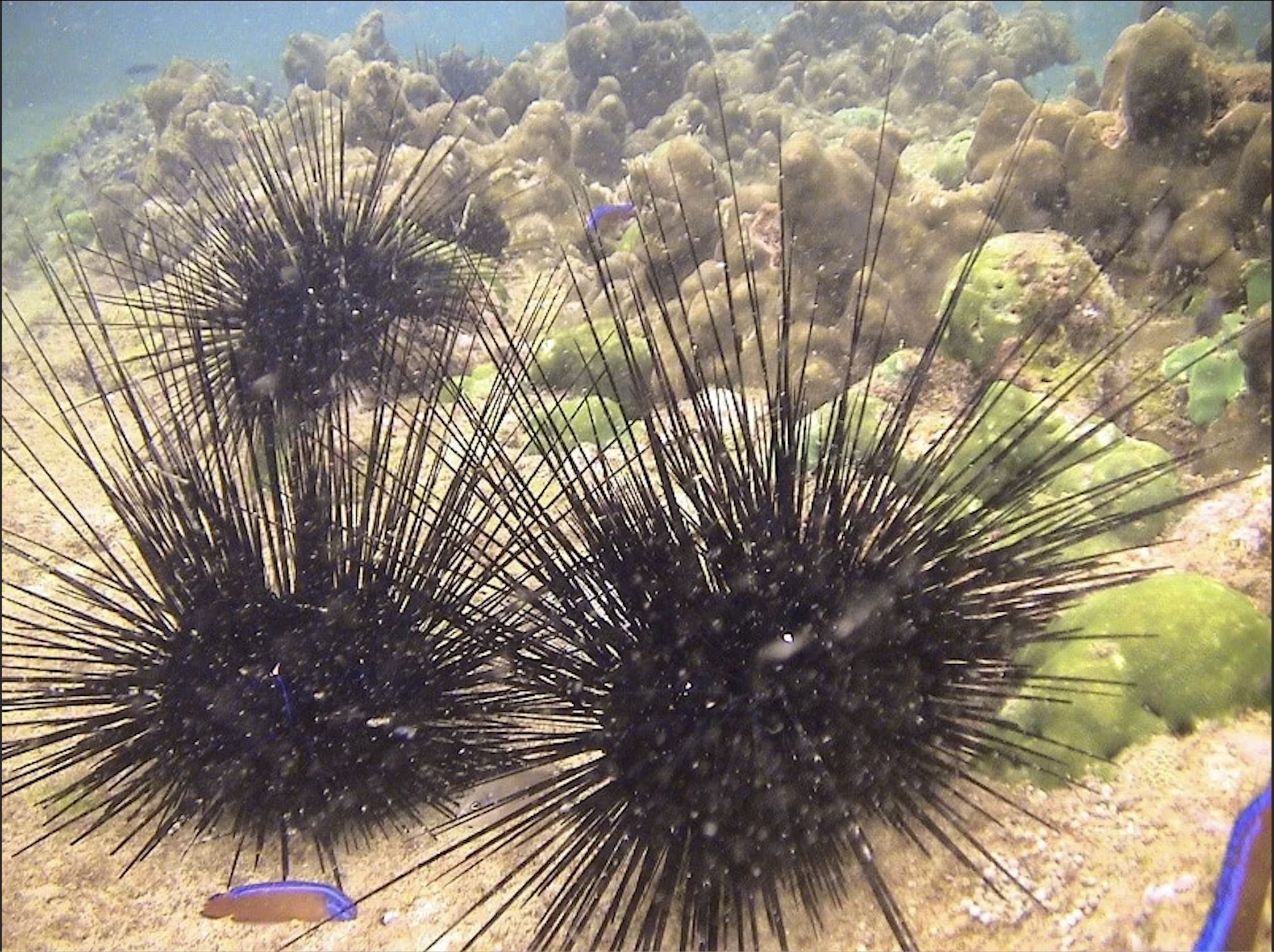 Sea Urchin