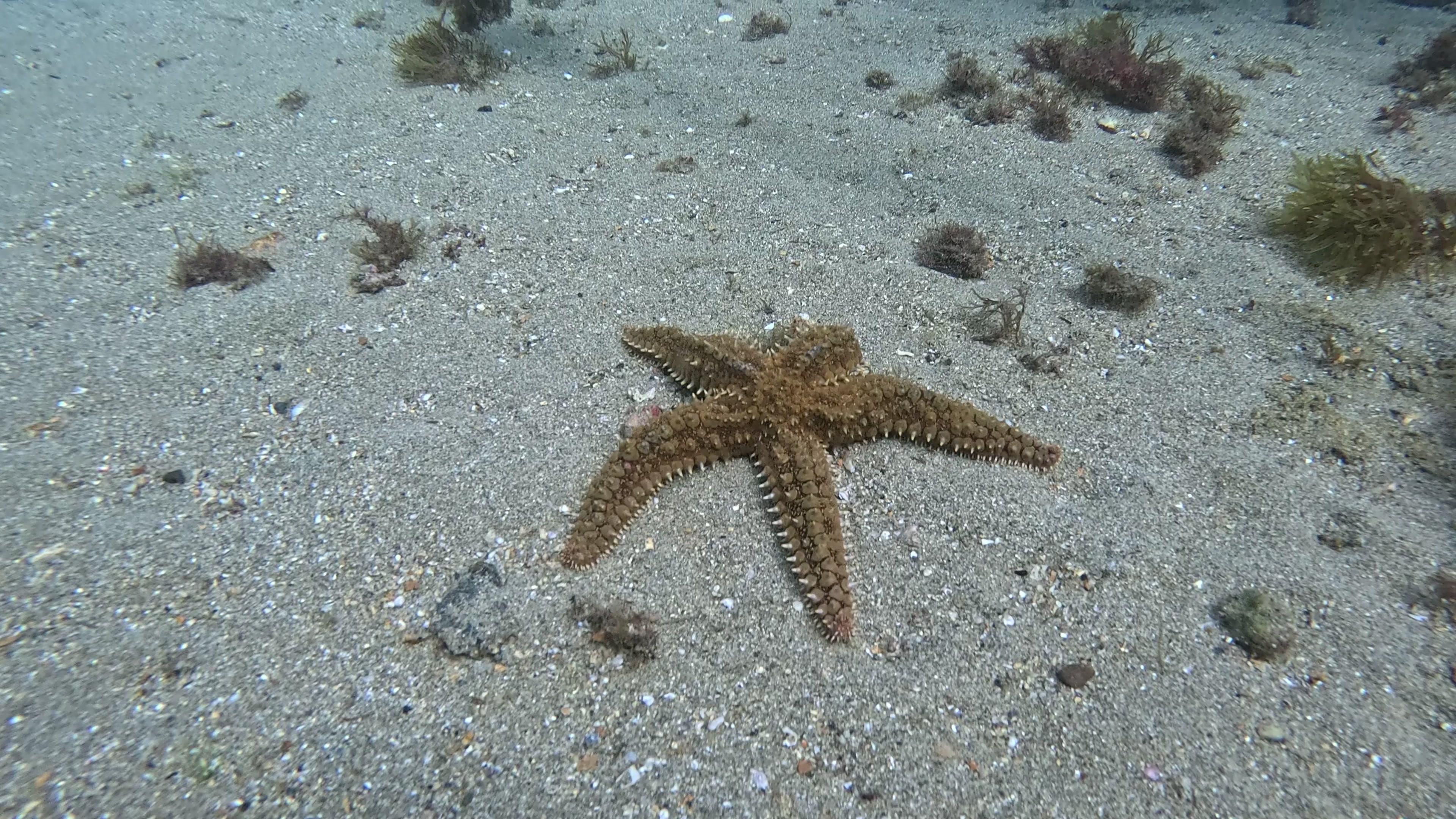 mediterranean Starfish