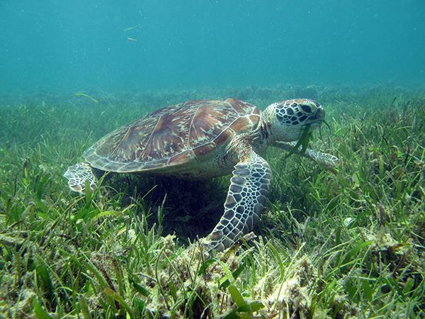 Mediterranean Green Turtle