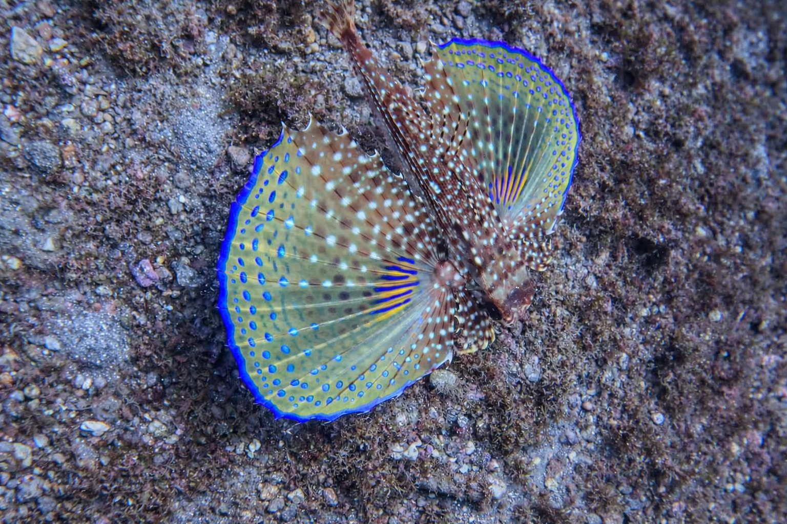 Spotted Flying Gurnard